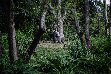 GREENTEC ANNOUNCES PARTNERSHIP WITH TORONTO ZOO